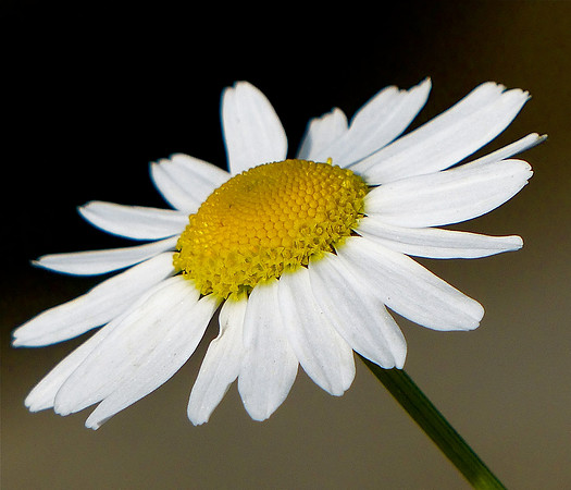 Autumn Daisy