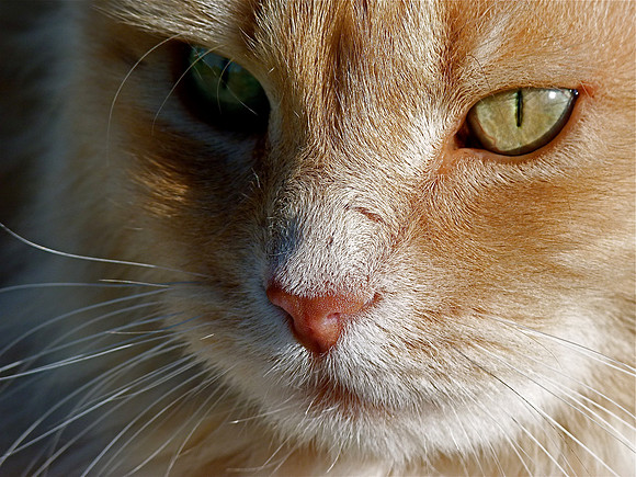 Sid the Cat