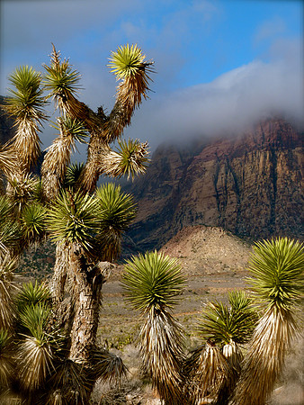 Red Rock Canyon, Nevada