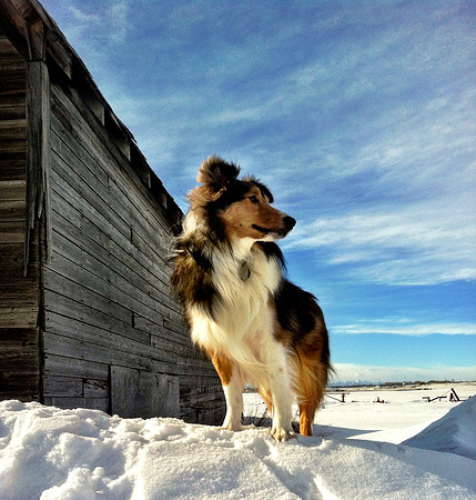 Jack