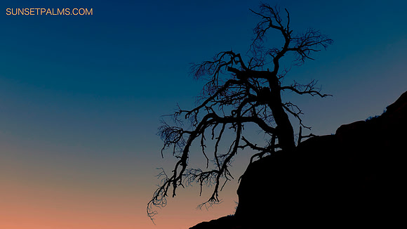 Sliding Tree