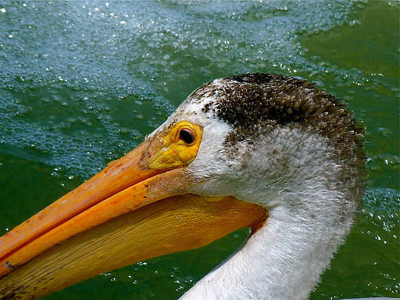 Pelican Profile