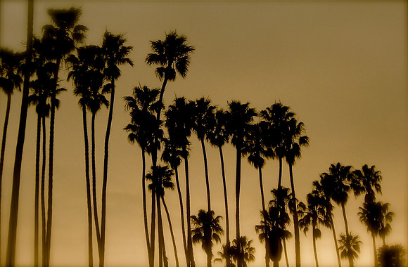 California Palms