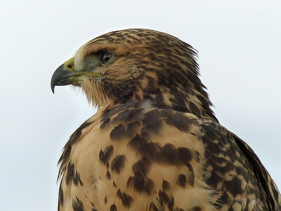 Hawk Profile