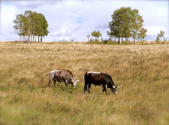 Alberta Longhorns