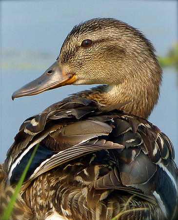 Duck Portrait