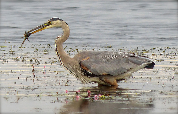 Great Blue Heron