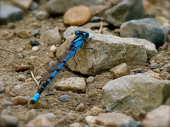 Taiga Bluet Dragonfly
