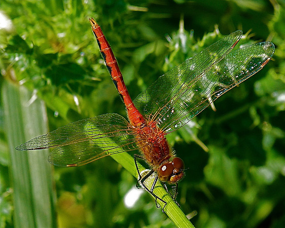 Cherry-Faced Meadowhawk Dragonfly