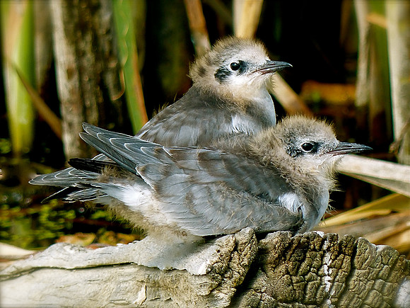 Baby Terns