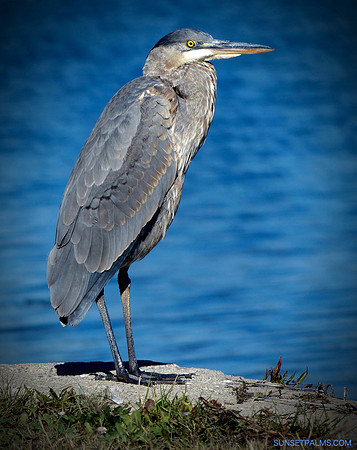 Great Blue Heron