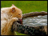 Animal Friends