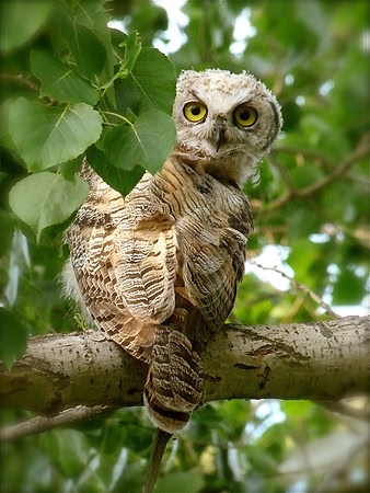 Owl Fledgling