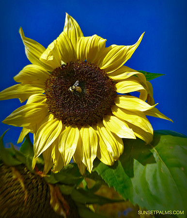 Sunflower Bee