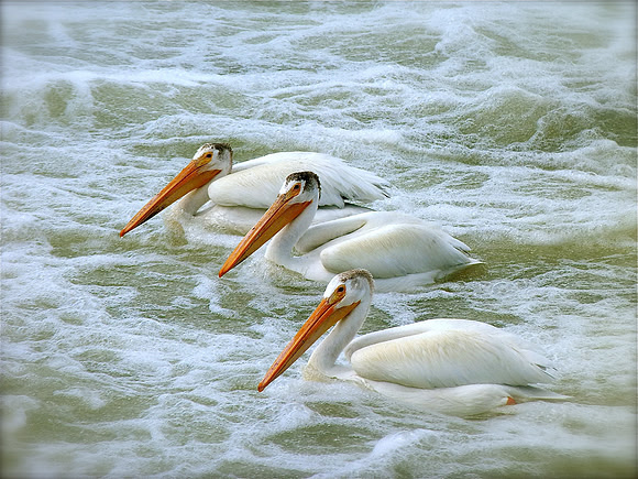 Pelican Trio
