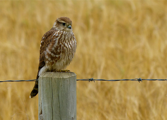 Kestrel