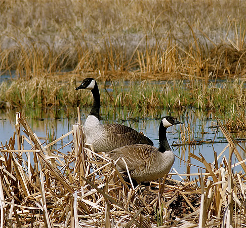 Canadian Geese