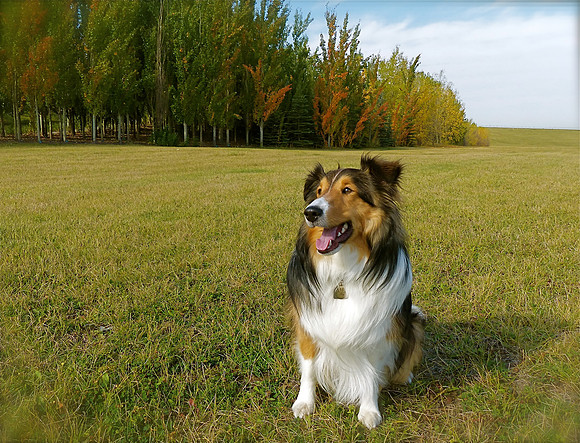 Autumn Jack